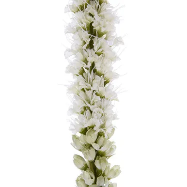 Fiori White Blazing Star Flower Stem