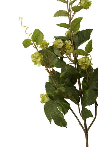 Fiori Green Hop Flower Spray Stem