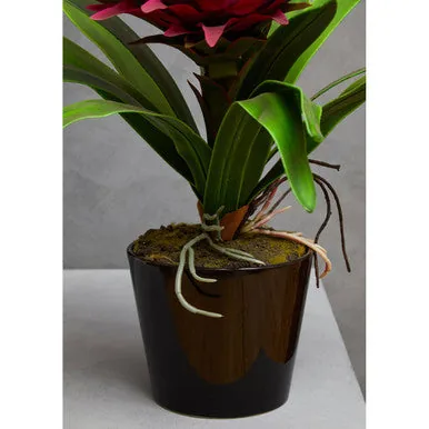 Fiori Pink Tropical Plant With Black Ceramic Pot