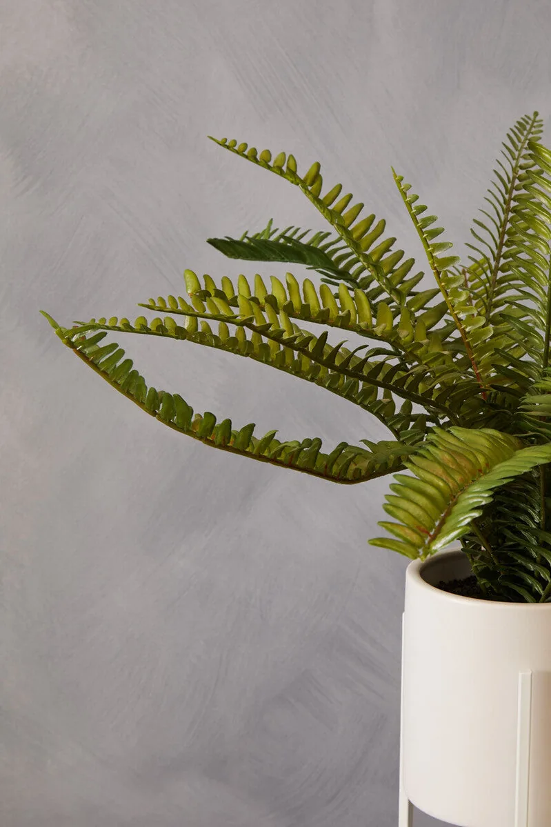 Fiori Fern In White Cement Pot On Stand